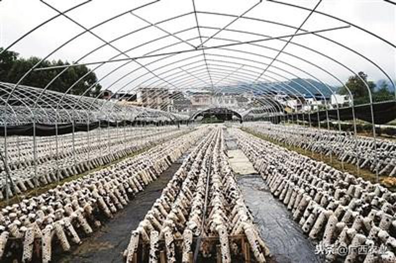 广西众筹生态农业:如何参与有机种植?五个问答让你轻松入门